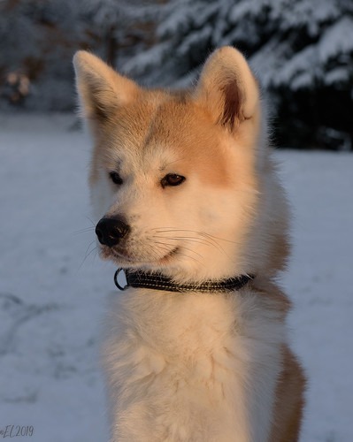 秋田犬