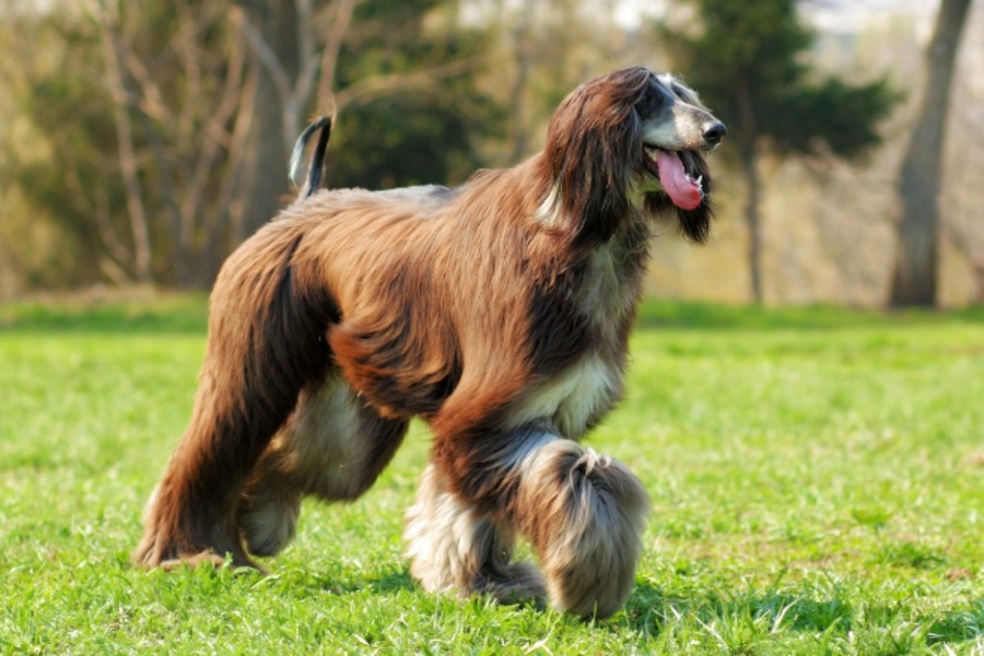 【獣医師監修】大型犬に多い股関節形成不全症について知っておこう｜原因・症状・診断方法から治療方法まで