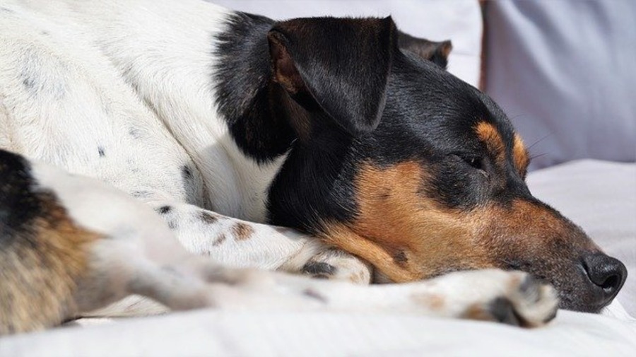 犬が食欲不振になる原因5つを解説！それぞれの特徴や対処法も紹介