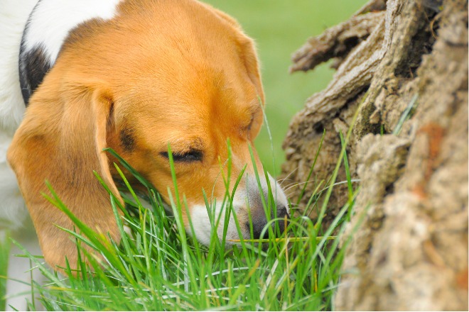 草　食べる　犬