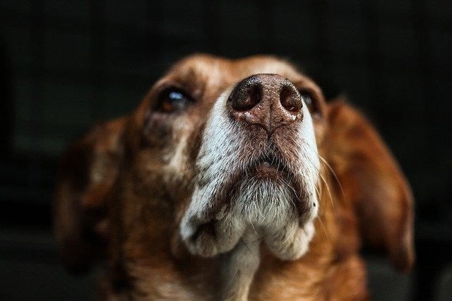 犬　ワセリン