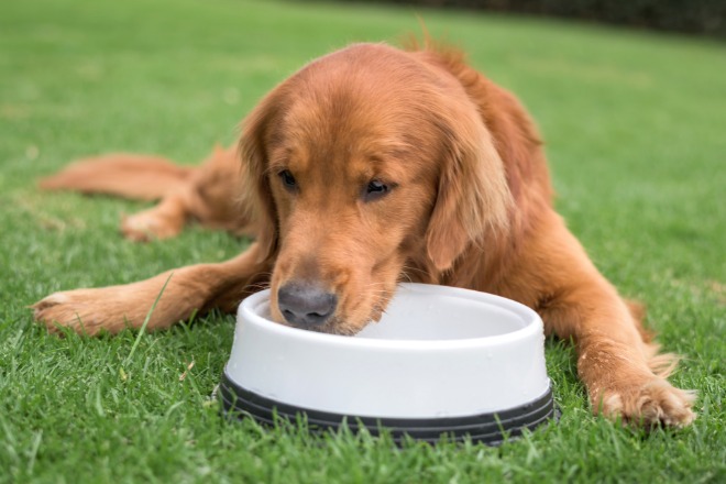 水を飲んでいる犬