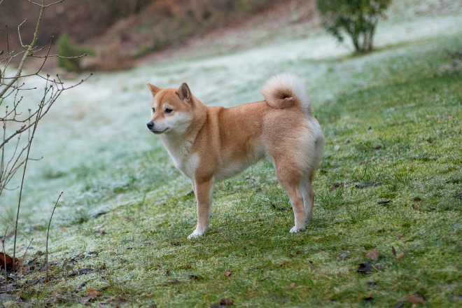 柴犬