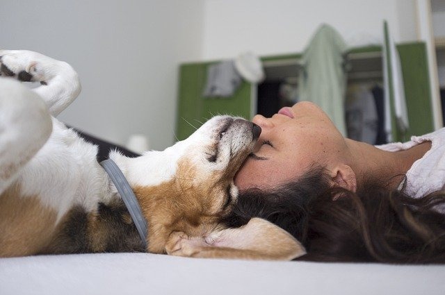 犬の遠吠えを辞めさせる方法