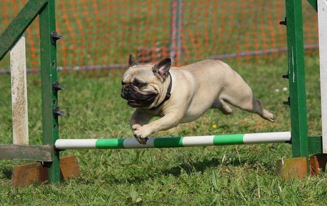 犬　しつけ