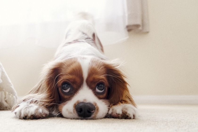 ふてくされている犬