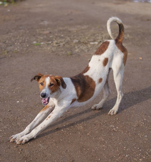 伸びをしている犬