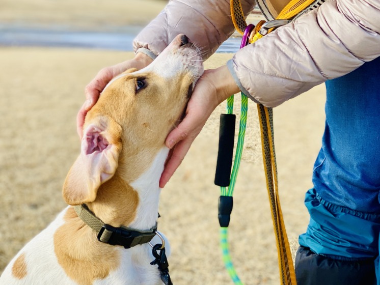 犬の首輪