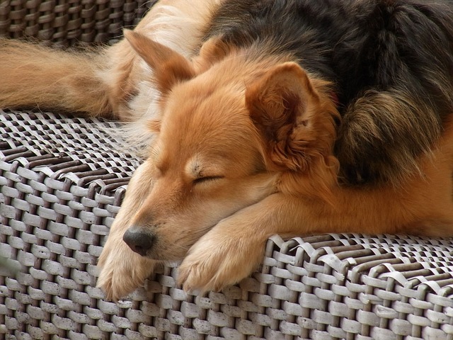 犬　寝てる