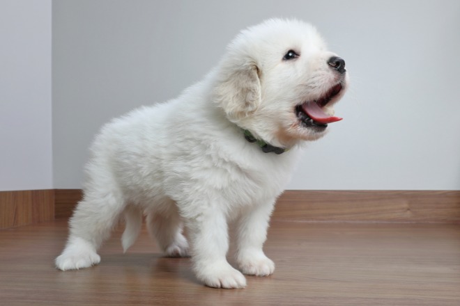 子犬　鳴く