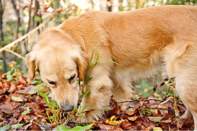 犬