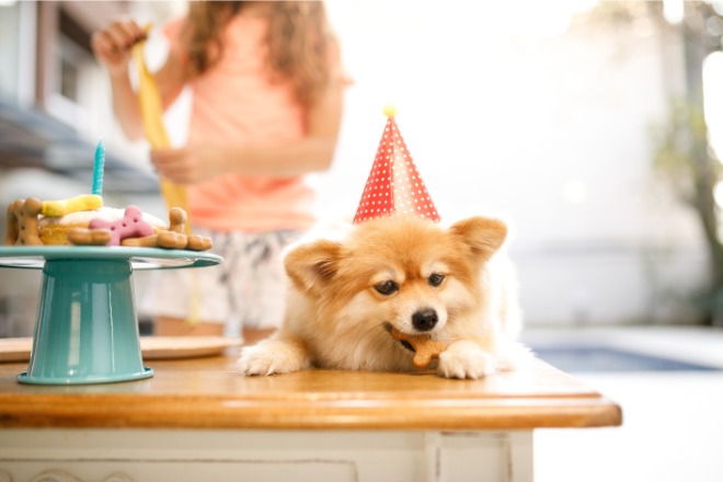 犬　お祝い　ケーキ