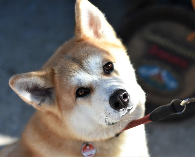 秋田犬