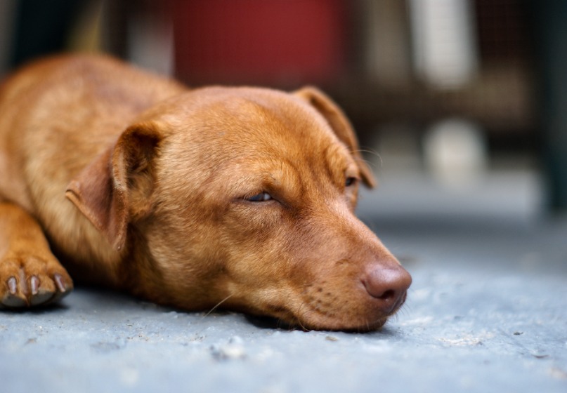 犬　伏せ