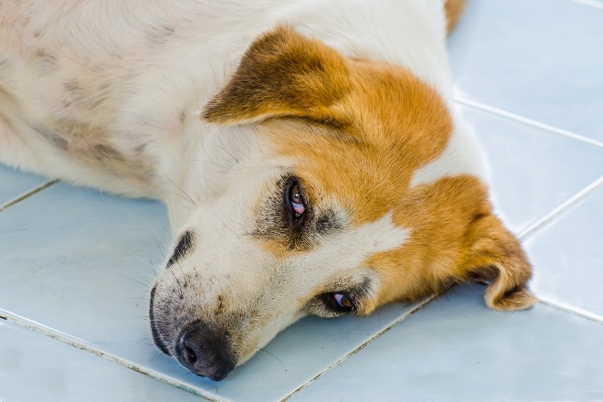 犬　寝不足