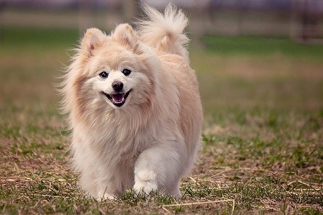 犬が散歩で歩かない場合、愛犬に合った方法を考えることが大切