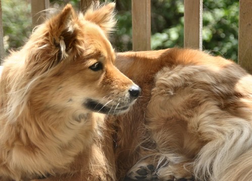 Finnish Spitz