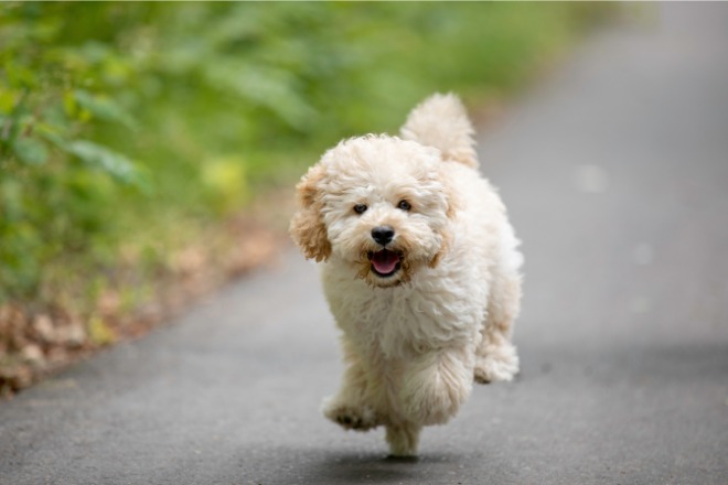 走っている犬