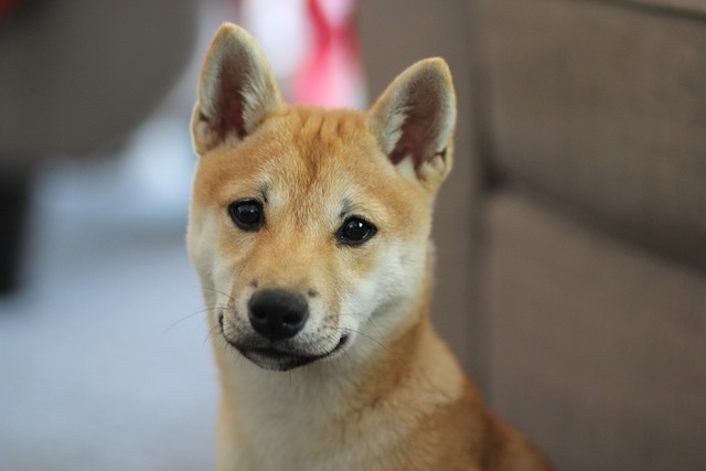 柴犬　子犬