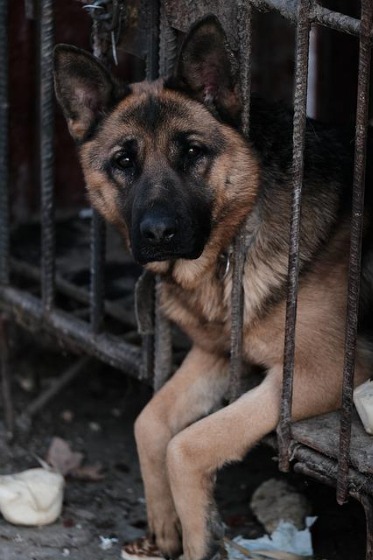 犬　ケージ