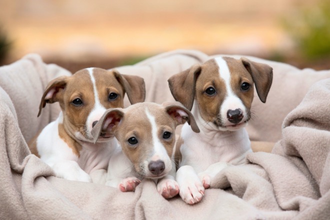 イタリアングレーハウンド　子犬