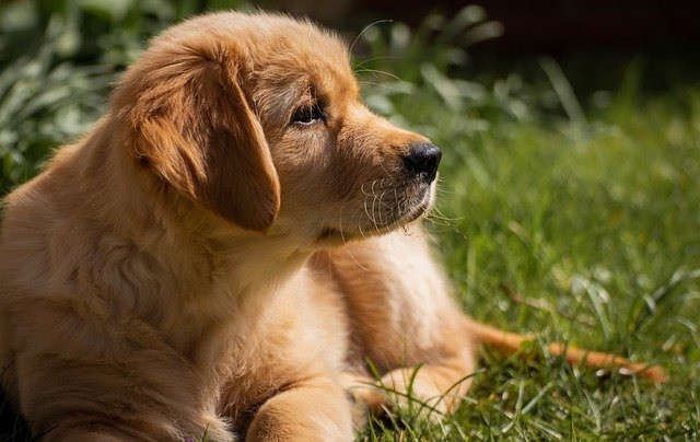 犬の食欲不振の原因