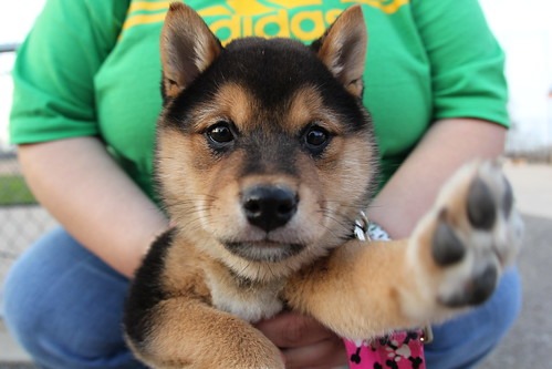 柴犬　子犬