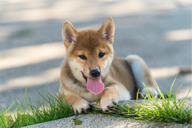 柴犬の子犬