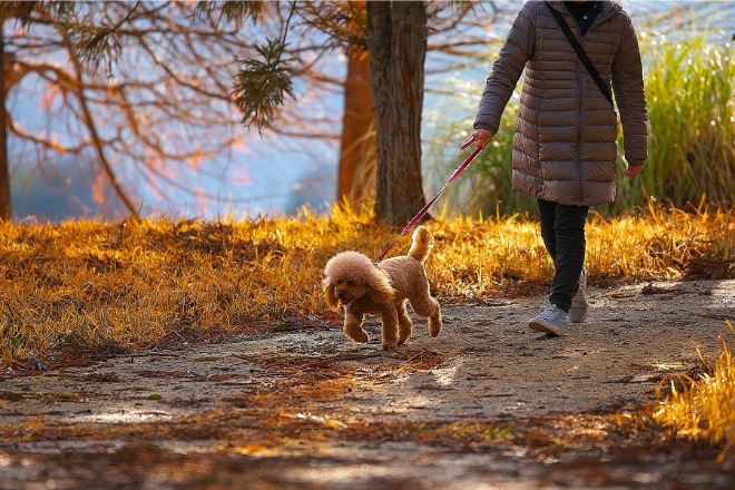 犬　散歩