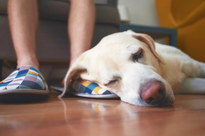 足元で寝る犬