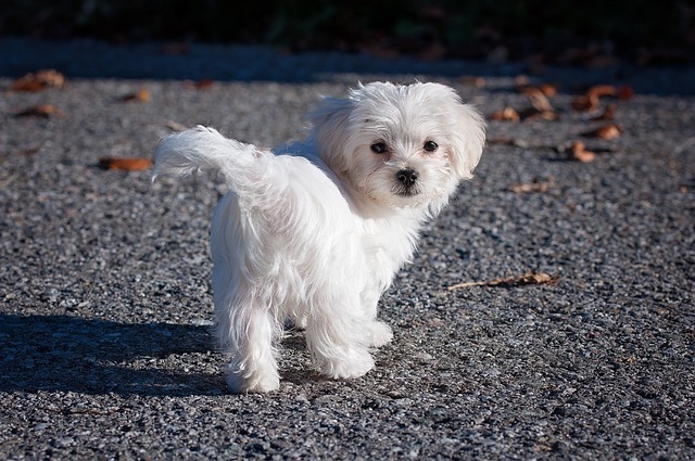 マルチーズの子犬