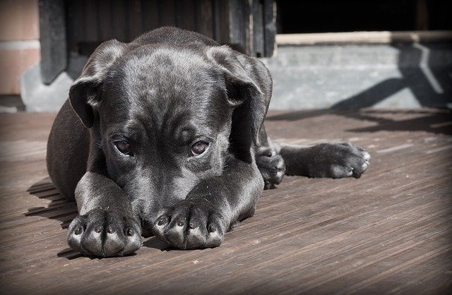 犬　ワセリン