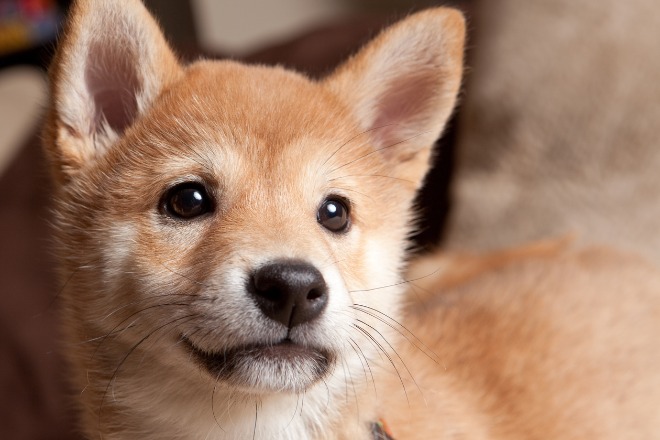 柴犬の子犬