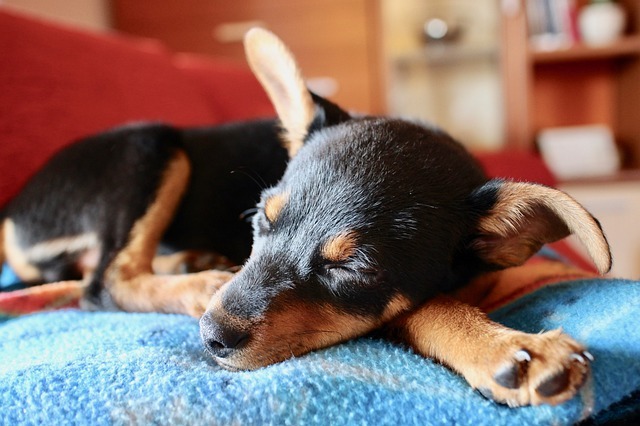 寝ている犬