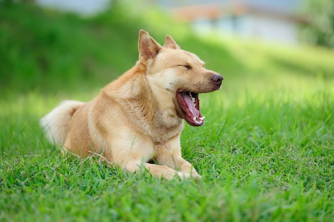 寝ている犬