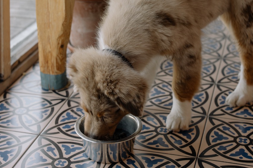 ごはんを食べる犬