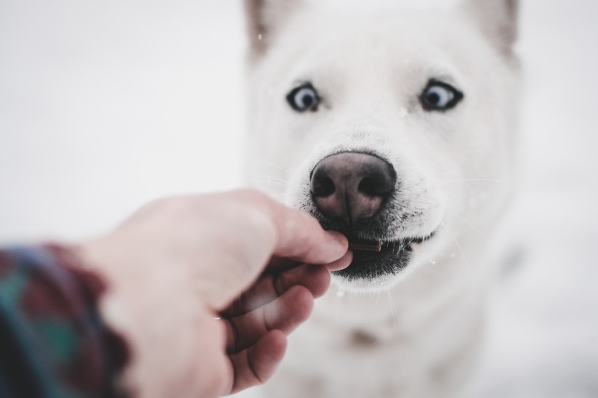 餌を食べる犬