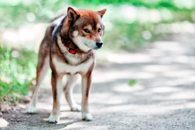 柴犬