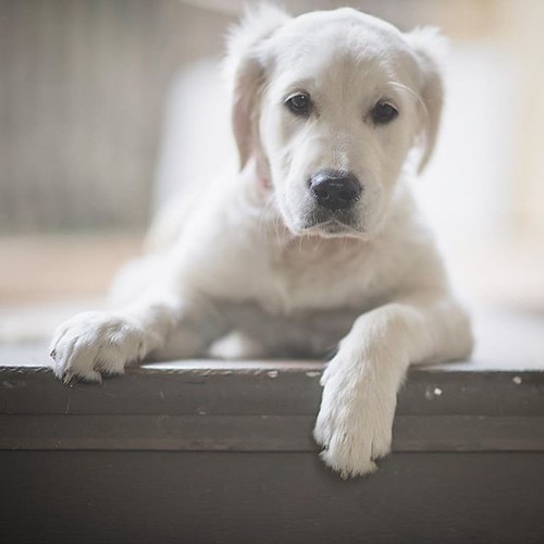 アラバイ犬