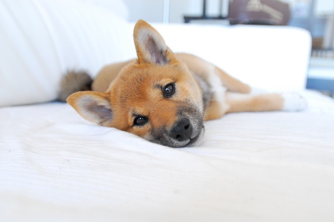 柴犬の子犬