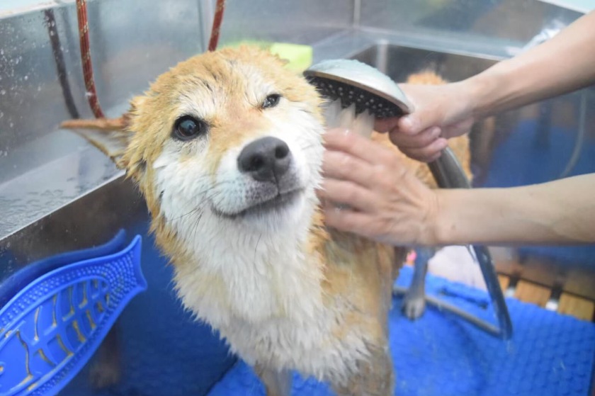 犬のニキビの治療法