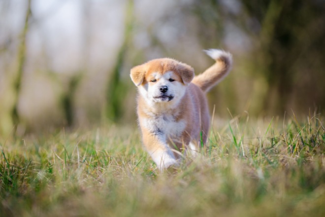 秋田犬の子犬