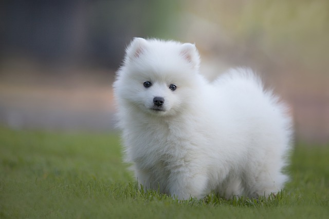 うれしょんしやすい子犬