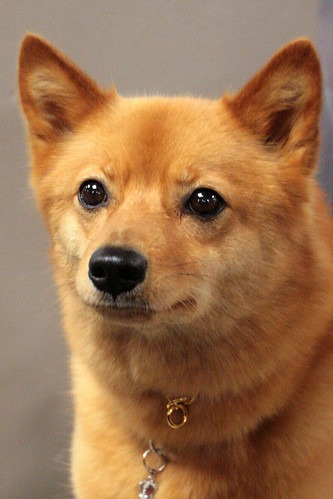 Finnish Spitz