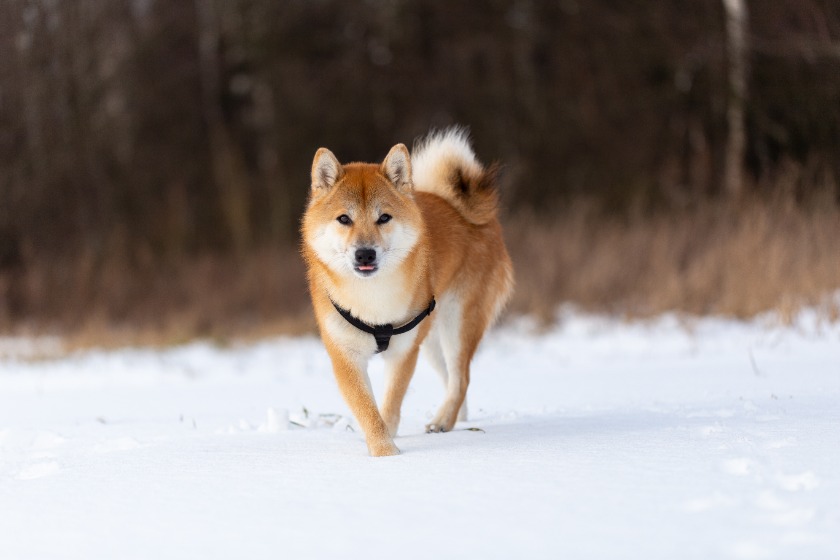 柴犬