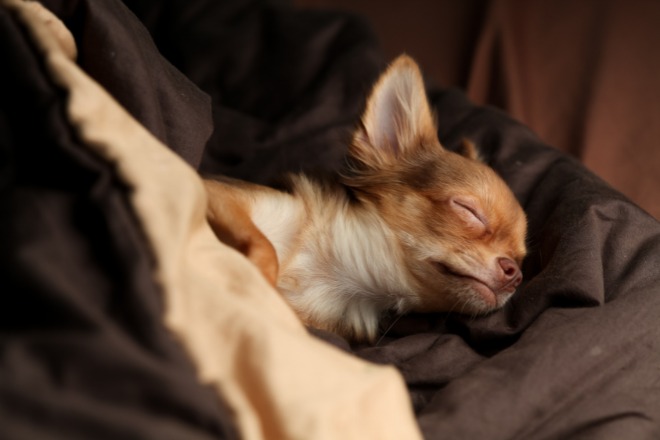 犬