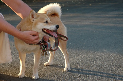 柴犬