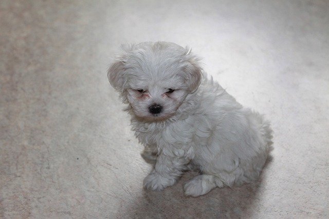 マルチーズの子犬