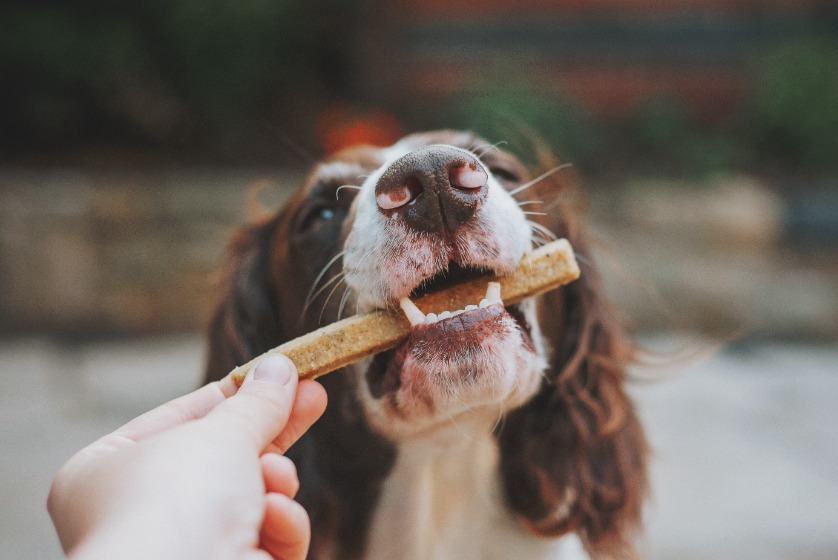 ごはんを食べる犬