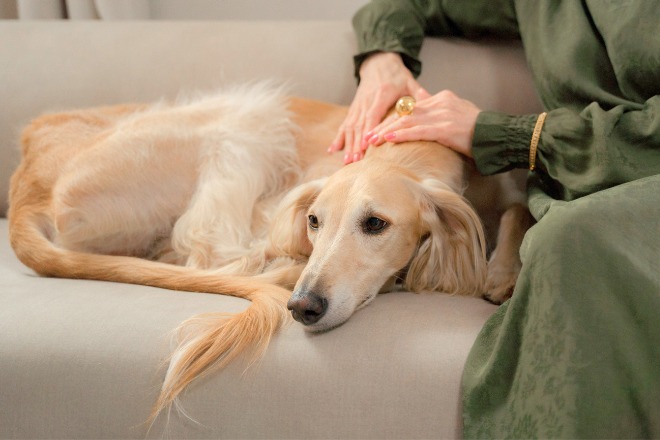 犬